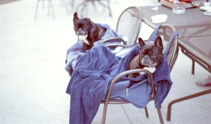 Cuidados esenciales para conejos domésticos: guía completa