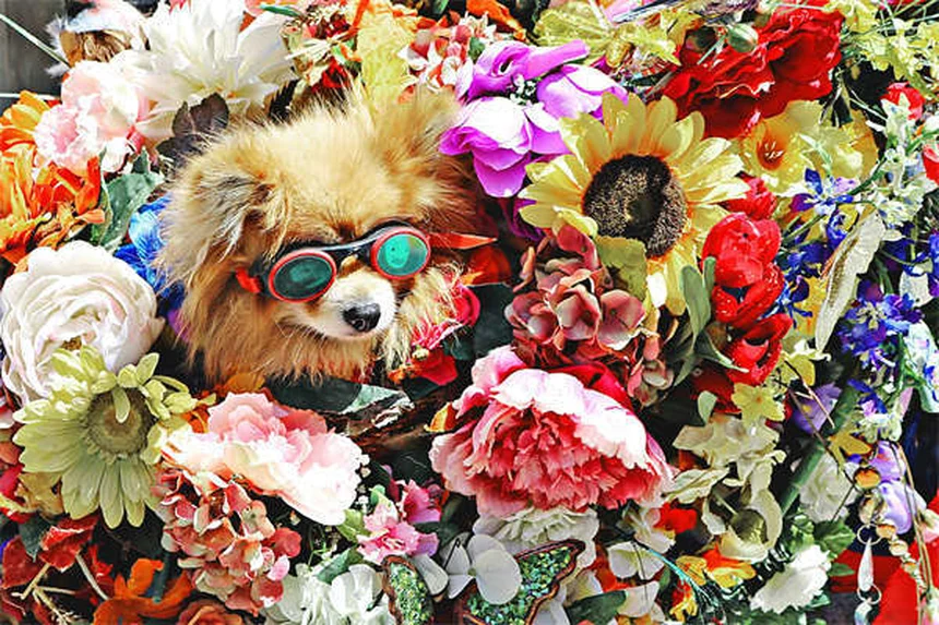 Refuerzo positivo para perros: 5 claves para educar con amor