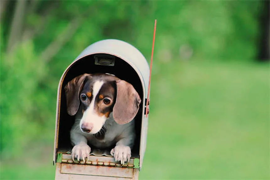 Refuerzo positivo para perros: 5 claves para educar con amor