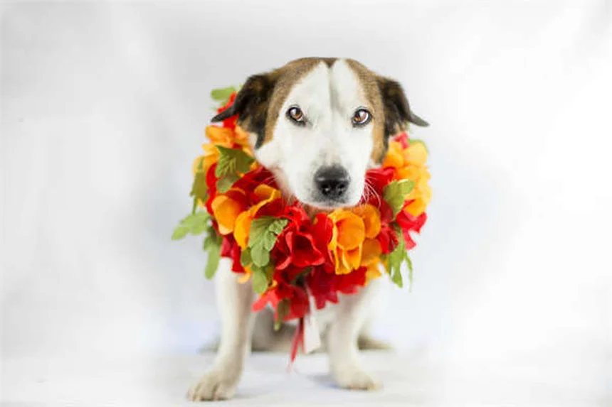 Conejos Angora: Todo lo que necesitas saber sobre su cuidado y características