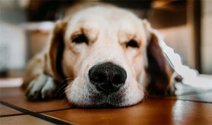 10 soluciones efectivas para que tu gato deje de orinar fuera del arenero