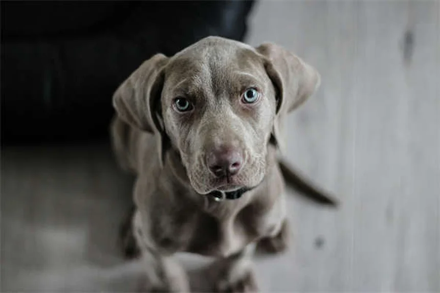 10 soluciones efectivas para que tu gato deje de orinar fuera del arenero