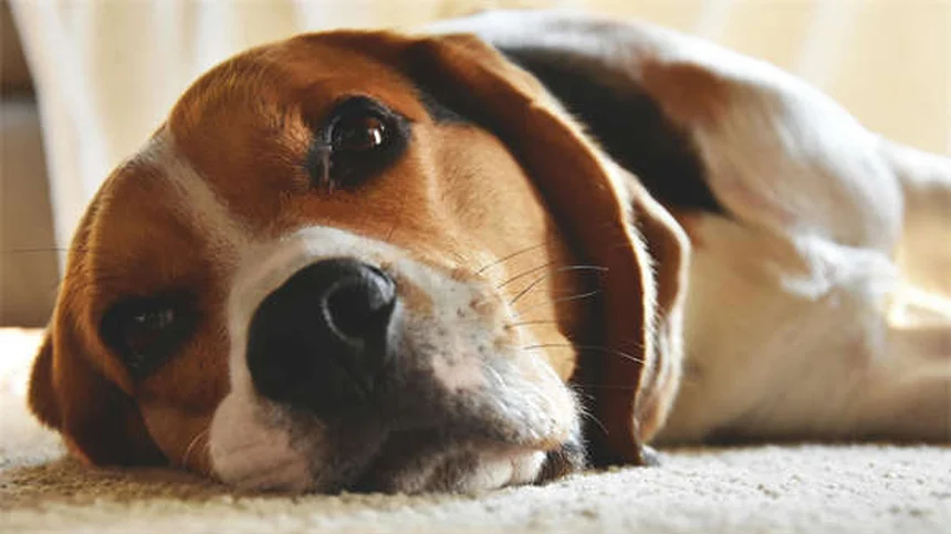 Benadryl para gatos: ¿Es seguro? Dosis y efectos secundarios
