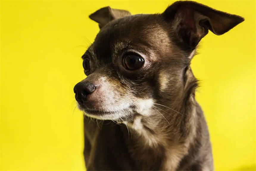 ¿Cuándo empezar el tratamiento contra pulgas y garrapatas en tu cachorro? Guía completa