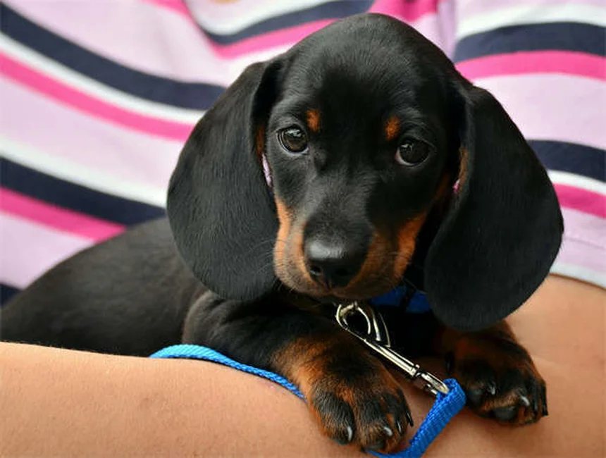 Medicamentos humanos para perros: ¿cuáles son seguros y cuáles no?