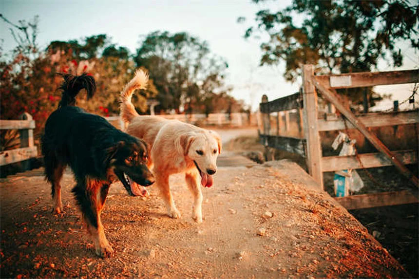 Medicamentos humanos para perros: ¿cuáles son seguros y cuáles no?