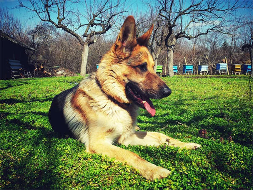 Medicamentos humanos para perros: ¿cuáles son seguros y cuáles no?