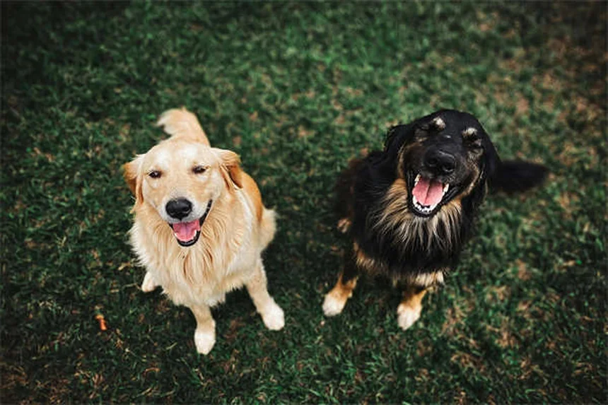 Medicamentos humanos para perros: ¿cuáles son seguros y cuáles no?
