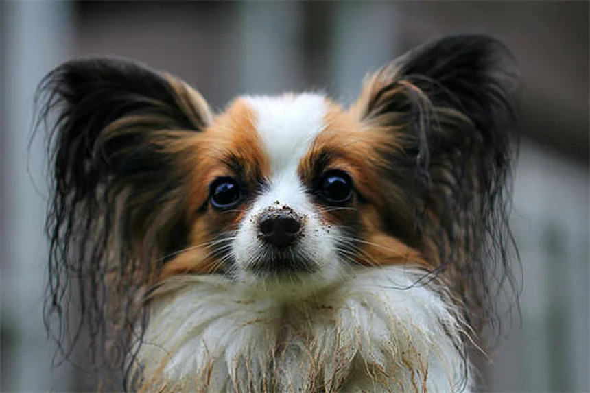 5 juegos divertidos para perros en el jardín que los cansarán felices