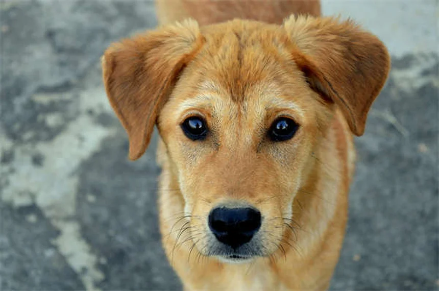 Remedios homeopáticos para mascotas: tu guía esencial