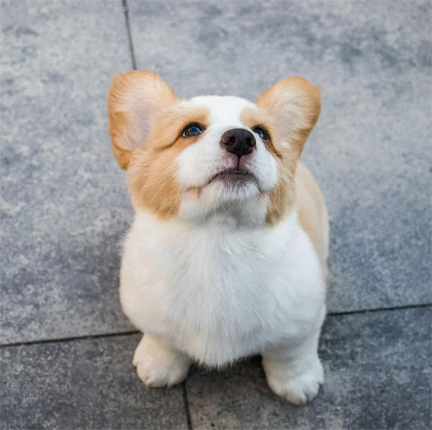 Remedios homeopáticos para mascotas: tu guía esencial