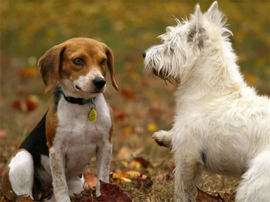 6 Regalos para mascotas que los veterinarios recomiendan en 2024