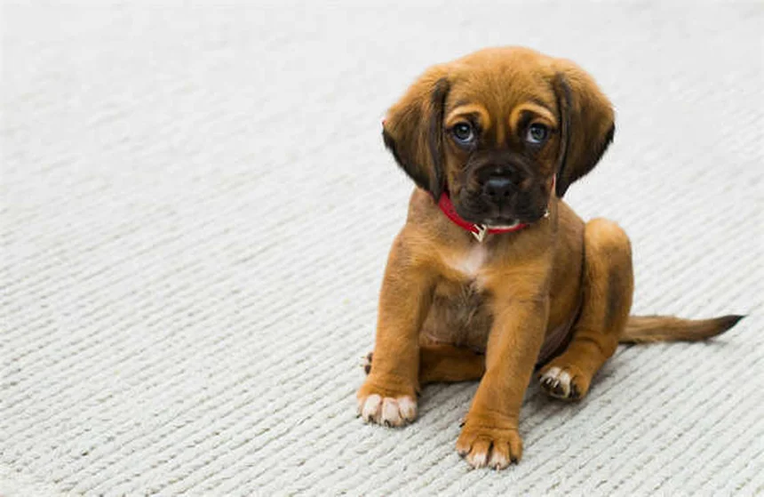 6 Regalos para mascotas que los veterinarios recomiendan en 2024