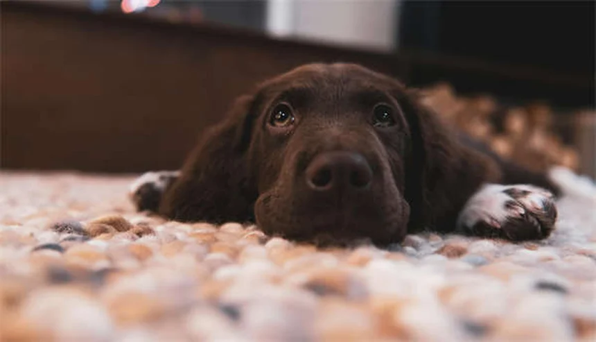 ¿Puedes cambiar el nombre a tu mascota adoptada? Guía completa