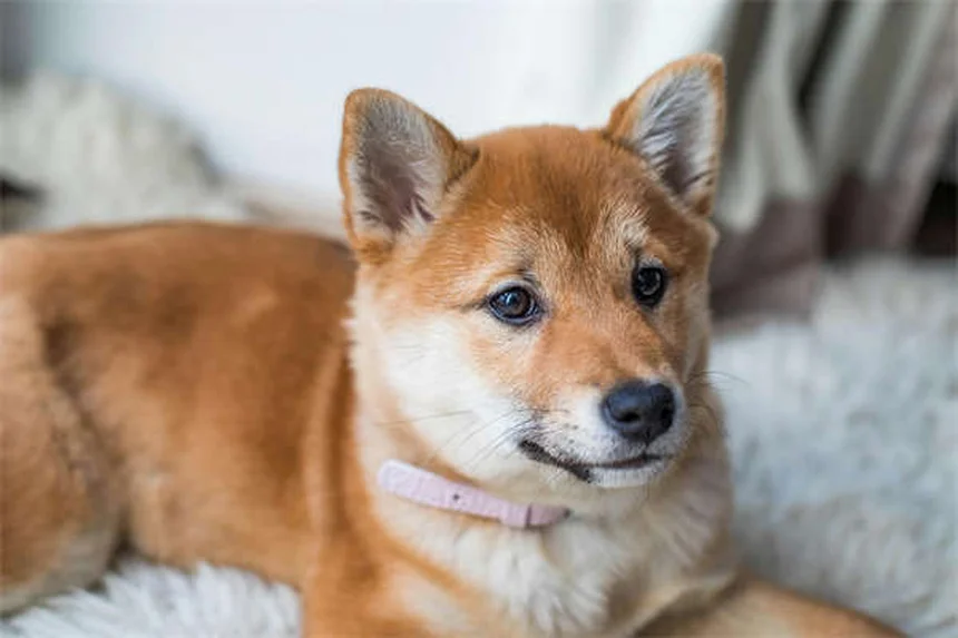 ¿Puedes cambiar el nombre a tu mascota adoptada? Guía completa