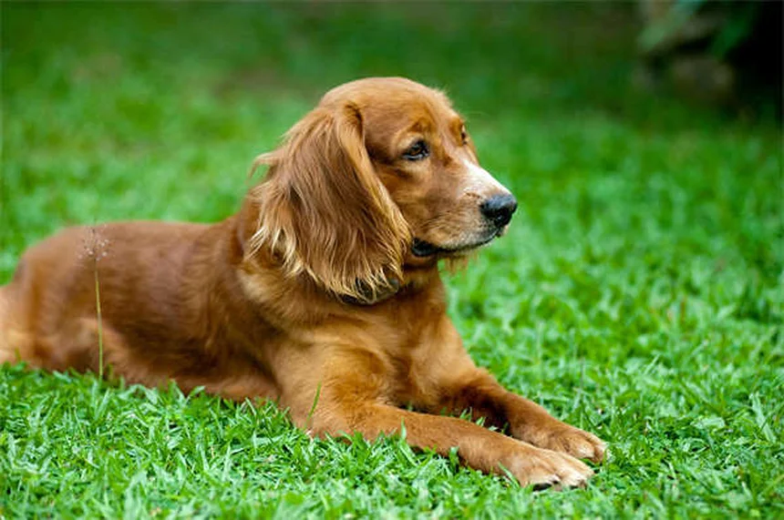 ¿Pueden los perros comer dulces de Halloween? ¡Descubre los peligros ocultos!