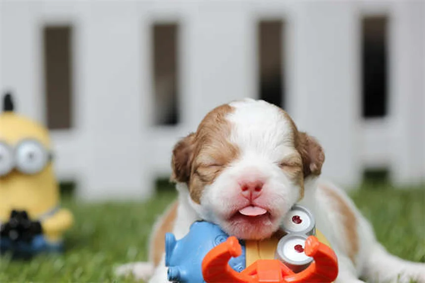 ¿Pueden los perros comer dulces de Halloween? ¡Descubre los peligros ocultos!