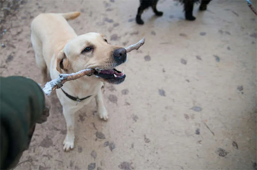 ¿Pueden los perros comer dulces de Halloween? ¡Descubre los peligros ocultos!