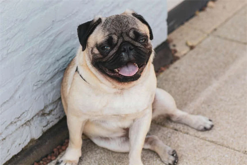 Peines antipulgas para perros: Guía definitiva para eliminar estos parásitos
