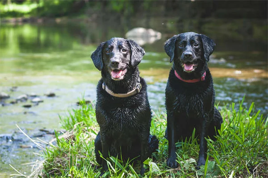 5 Peligros ocultos de los collares para perros que todo dueño debe conocer