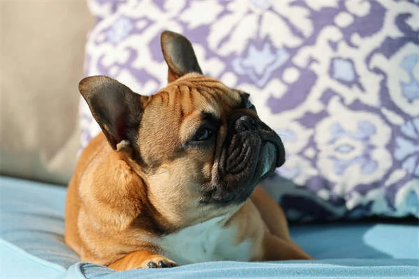 5 Peligros ocultos de los collares para perros que todo dueño debe conocer