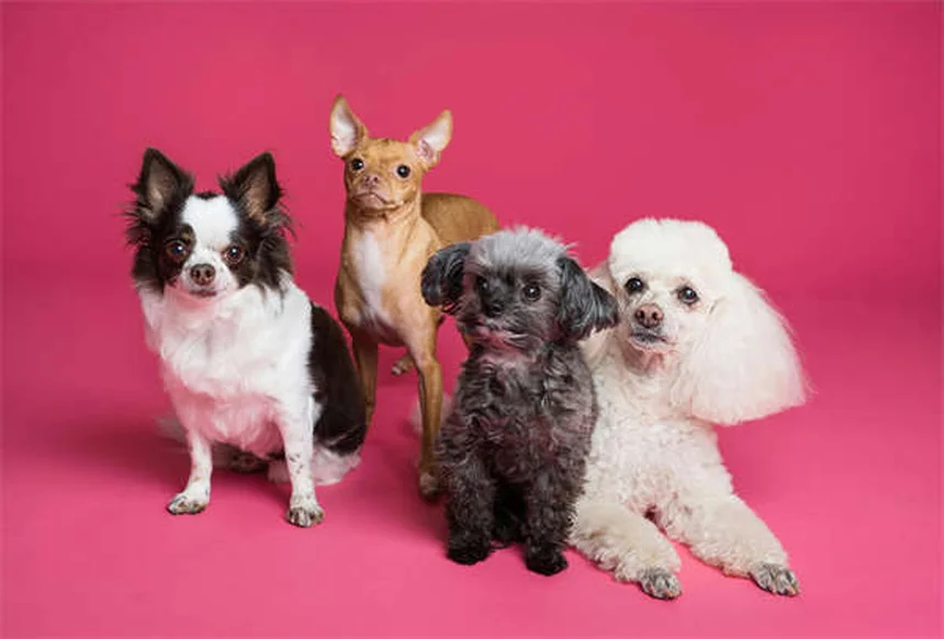 ¿Por qué los perros se revuelcan en animales muertos? 5 razones sorprendentes