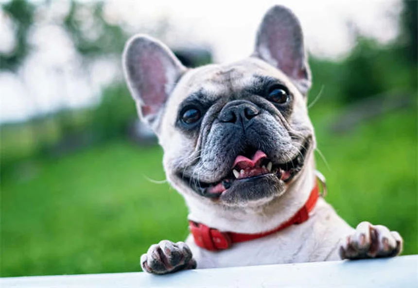 Los 20 mejores perros para apartamentos: razas ideales para espacios pequeños