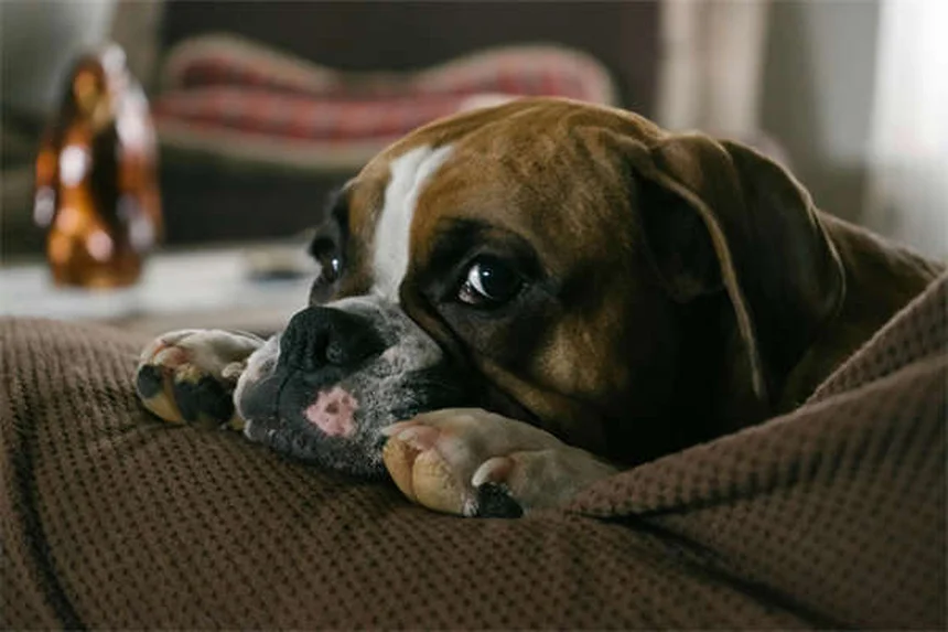 Los 20 mejores perros para apartamentos: razas ideales para espacios pequeños
