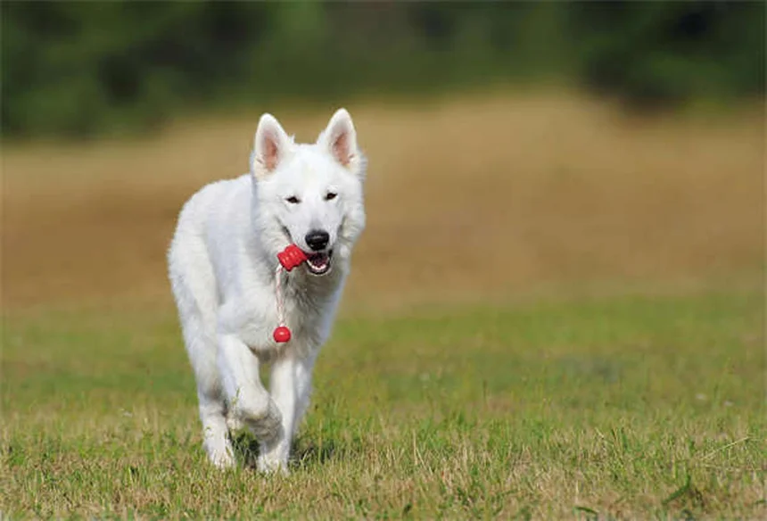 Ácaros rojos en perros: síntomas, tratamiento y cómo aliviar la picazón