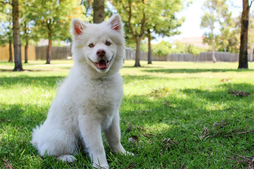 Ácaros rojos en perros: síntomas, tratamiento y cómo aliviar la picazón