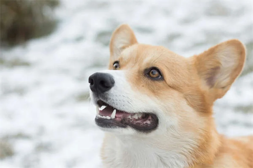 Ácaros rojos en perros: síntomas, tratamiento y cómo aliviar la picazón